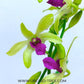 Dendrobium Uthai Yellow Red Lip - Without Flowers | BS - Buy Orchids Plants Online by Orchid-Tree.com