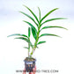Dendrobium Uthai Yellow Red Lip - Without Flowers | BS - Buy Orchids Plants Online by Orchid-Tree.com