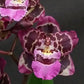 Oncidium Hwuluduen Gina - Without Flowers | BS - Buy Orchids Plants Online by Orchid-Tree.com