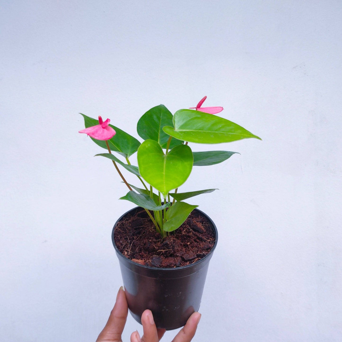 Anthurium Pink - With Flower | FF - Buy Orchids Plants Online by Orchid-Tree.com