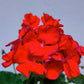 Geranium - With Flowers - Buy Orchids Plants Online by Orchid-Tree.com