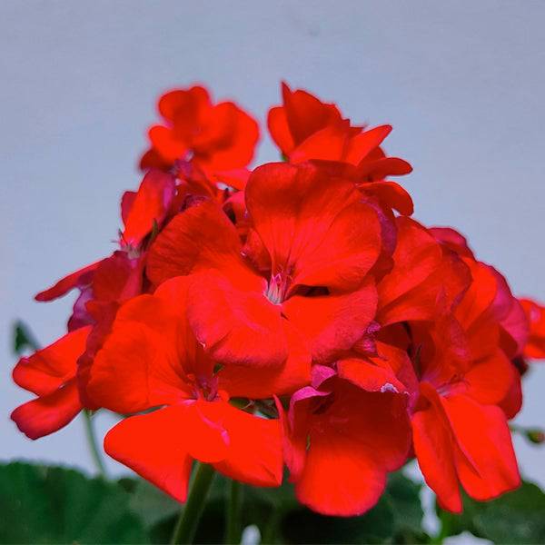 Geranium - With Flowers - Buy Orchids Plants Online by Orchid-Tree.com