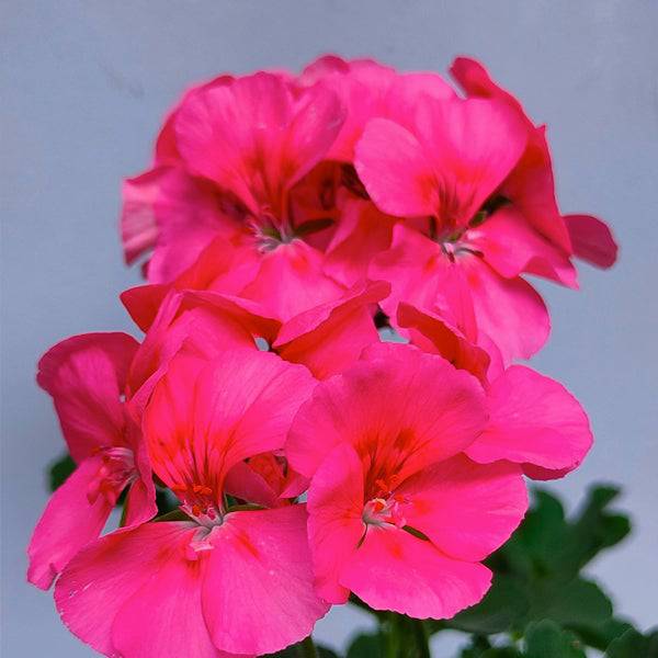 Geranium - With Flowers - Buy Orchids Plants Online by Orchid-Tree.com