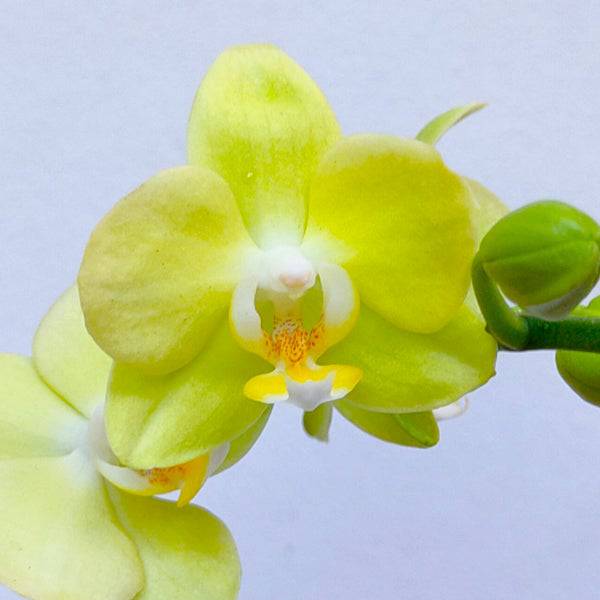 Phalaenopsis Little Green Smile - With Small Spike | FF - Buy Orchids Plants Online by Orchid-Tree.com