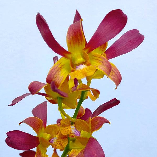 Dendrobium Morning Rabbit - Without Flowers | BS - Buy Orchids Plants Online by Orchid-Tree.com