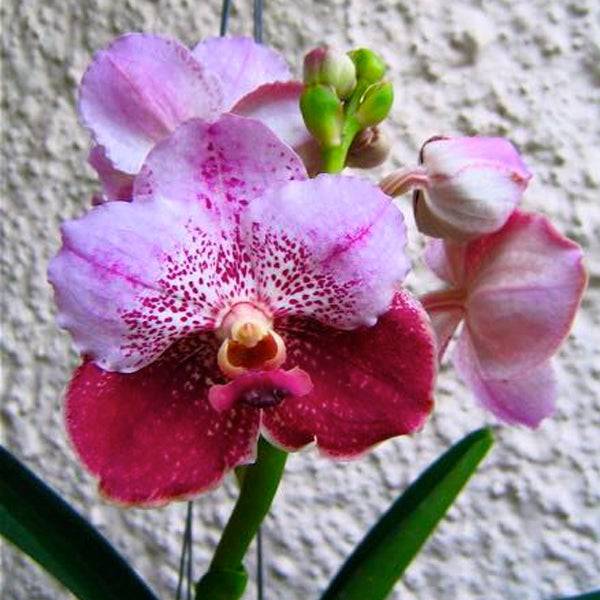 Vanda Jimmy Miller x Bitz's Heartthrob - With Spike | FF - Buy Orchids Plants Online by Orchid-Tree.com
