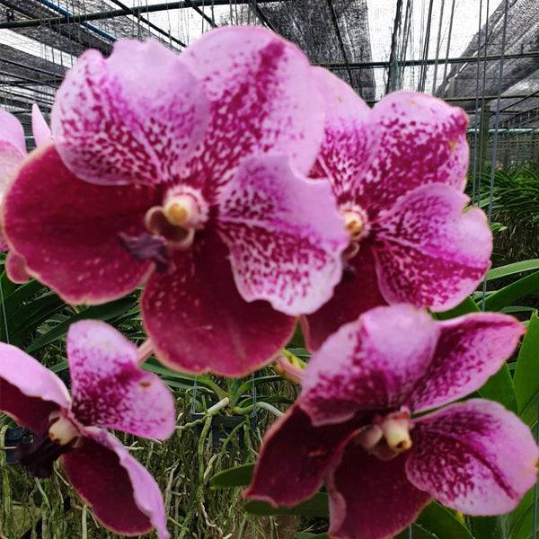 Vanda Jimmy Miller x Bitz's Heartthrob - With Spike | FF - Buy Orchids Plants Online by Orchid-Tree.com