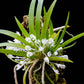 Podangis dactyloceras sp. - Without Flowers | BS - Buy Orchids Plants Online by Orchid-Tree.com