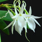 Angraecum leonis sp. - Without Flowers | BS - Buy Orchids Plants Online by Orchid-Tree.com