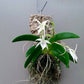Angraecum leonis sp. - Without Flowers | BS - Buy Orchids Plants Online by Orchid-Tree.com