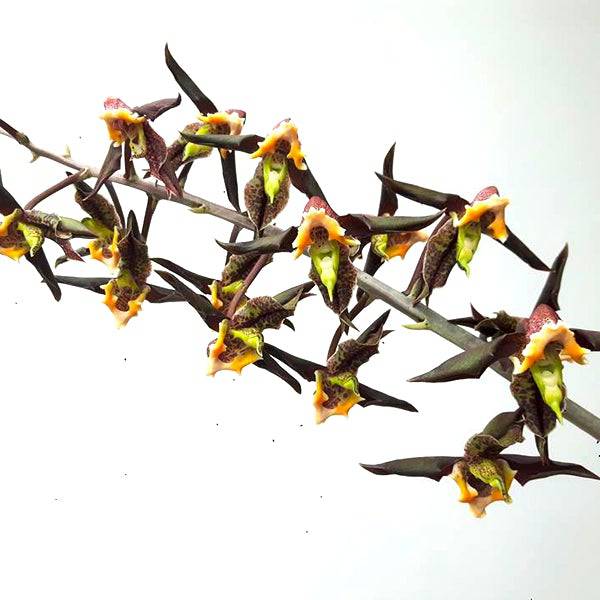 Catasetum Gnomus 'Jumbo' - Without Flowers | BS - Buy Orchids Plants Online by Orchid-Tree.com