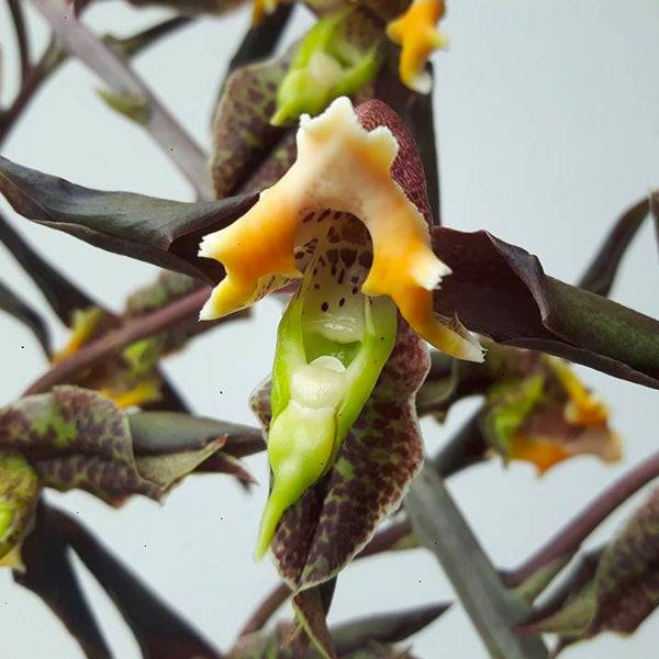 Catasetum Gnomus 'Jumbo' - Without Flowers | BS - Buy Orchids Plants Online by Orchid-Tree.com