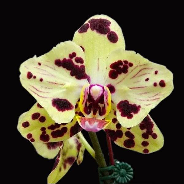Phalaenopsis OX Spongebob - Without Flowers | BS - Buy Orchids Plants Online by Orchid-Tree.com