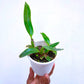 Cattleya (Laelia) purpurata var. werkhauseri sp. - Without Flowers | BS - Buy Orchids Plants Online by Orchid-Tree.com