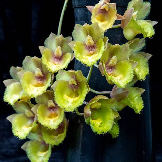 Clowesetum Emerald Princess - Without Flowers | BS - Buy Orchids Plants Online by Orchid-Tree.com