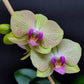Phalaenopsis Crack of Dawn - Without Flowers | BS - Buy Orchids Plants Online by Orchid-Tree.com