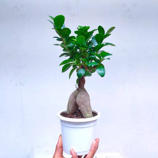 Ficus Bonsai Plant - Buy Orchids Plants Online by Orchid-Tree.com