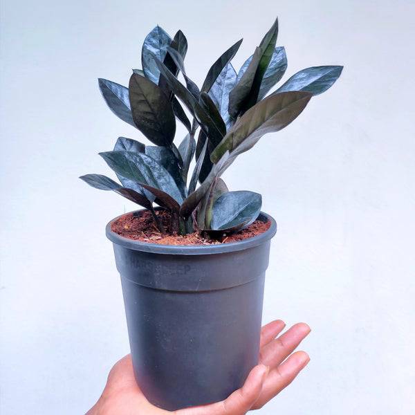 Zamioculcas Black Raven Plant - Zuzu / ZZ Plant - Buy Orchids Plants Online by Orchid-Tree.com