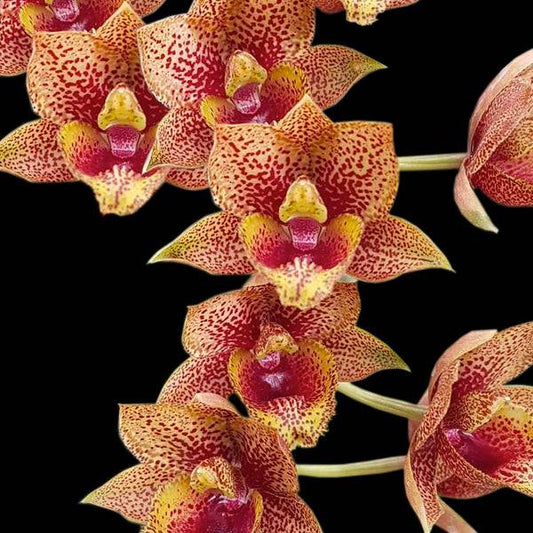 Catasetum (FDK.) After Dark Bakers Burgundy Smile - Without Flowers | BS - Buy Orchids Plants Online by Orchid-Tree.com