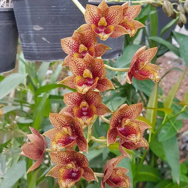 Catasetum (FDK.) After Dark Bakers Burgundy Smile - Without Flowers | BS - Buy Orchids Plants Online by Orchid-Tree.com
