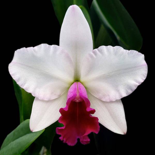 Cattleya Mayor Yamasaki 'Gem' - Without Flowers | BS - Buy Orchids Plants Online by Orchid-Tree.com