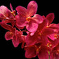 Vanda (Rntda.) Kirk Hoo - With Tiny Spike | FF - Buy Orchids Plants Online by Orchid-Tree.com