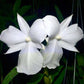 Dendrobium formosum Petaloid var alba - Without Flowers | BS - Buy Orchids Plants Online by Orchid-Tree.com
