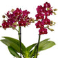 Phalaenopsis Shu Long Cherry - With Buds | FF - Buy Orchids Plants Online by Orchid-Tree.com