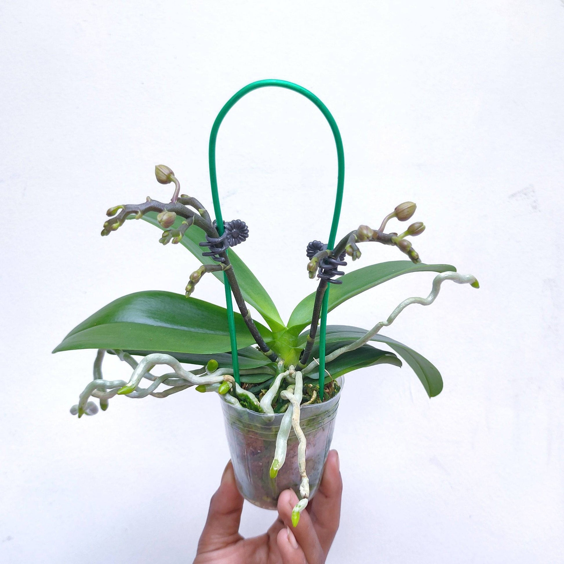 Phalaenopsis Shu Long Cherry - With Buds | FF - Buy Orchids Plants Online by Orchid-Tree.com