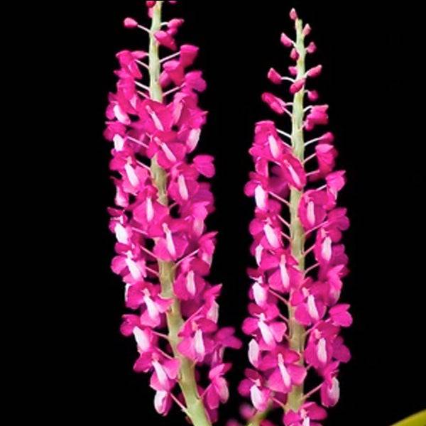 Dyakia hendersoniana sp. - Without Flowers | BS - Buy Orchids Plants Online by Orchid-Tree.com