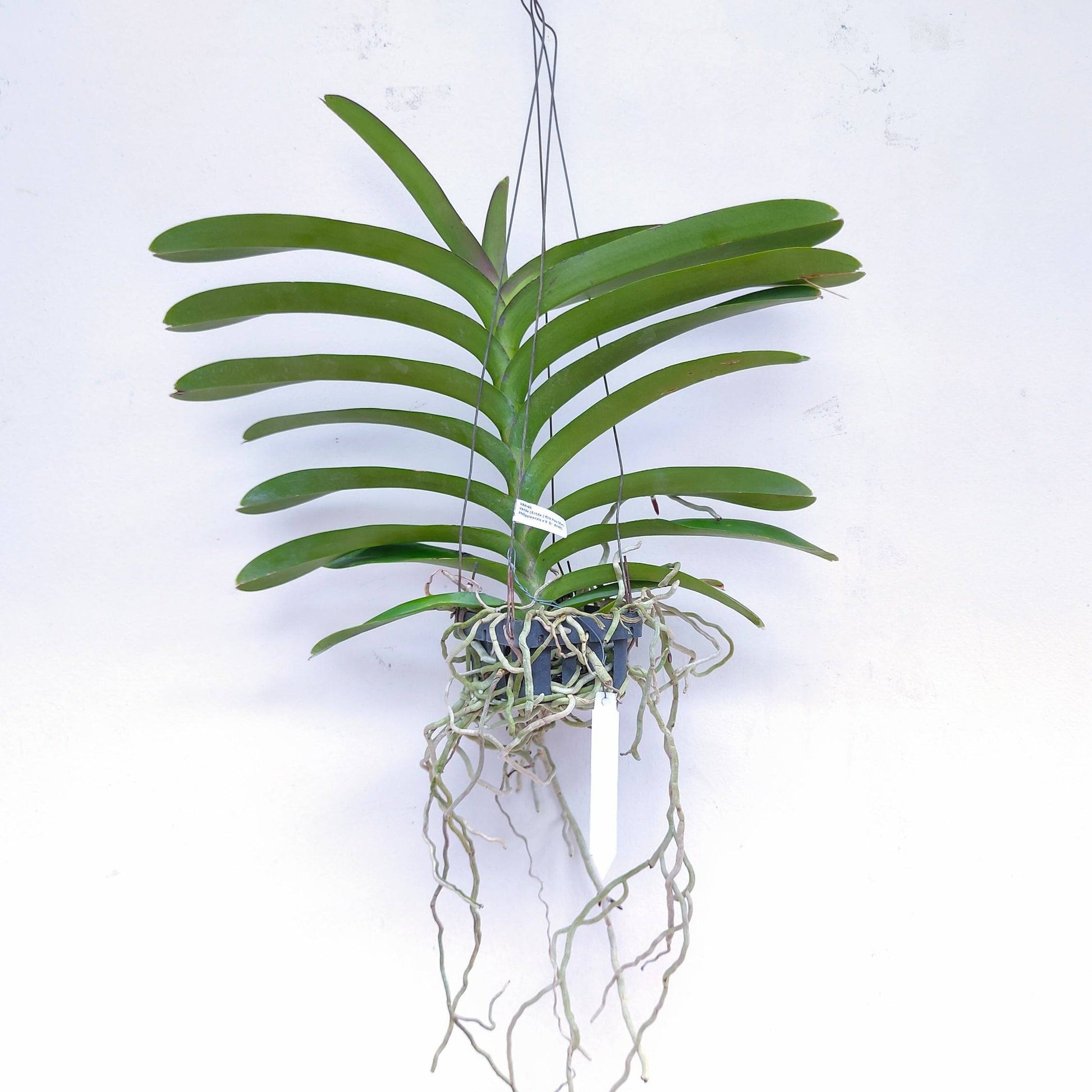 Vanda (Rntda.) Kirk Hoo - With Tiny Spike | FF - Buy Orchids Plants Online by Orchid-Tree.com