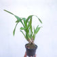 Oncidium (Alcra) Sunday's Best Muffin - Without Flower | BS - Buy Orchids Plants Online by Orchid-Tree.com