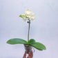 Phalaenopsis Tai Lin - Without Flowers | BS - Buy Orchids Plants Online by Orchid-Tree.com
