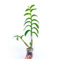 Dendrobium Goldmine Twist #2 - Without Flowers | BS - Buy Orchids Plants Online by Orchid-Tree.com