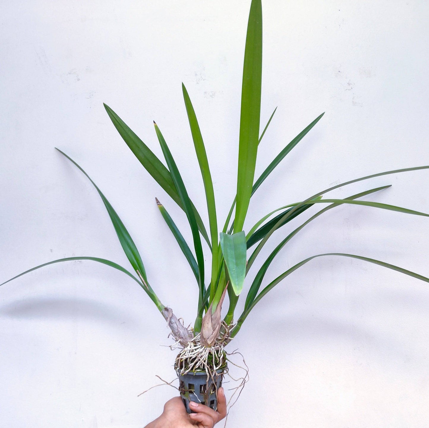 Encyclia Orchid Jungle - Without Flowers | BS - Buy Orchids Plants Online by Orchid-Tree.com