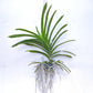 Vanda Wirat x Gordon Dillon - Without Flowers | BS - Buy Orchids Plants Online by Orchid-Tree.com