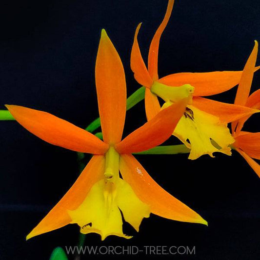 Epithechea Orange Blaze - Without Flowers | BS - Buy Orchids Plants Online by Orchid-Tree.com