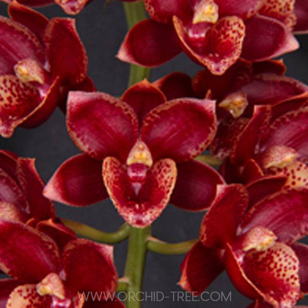 Catasetum (FDK.) Sunset Ridge Bakers Wine Sunset - Without Flowers | BS - Buy Orchids Plants Online by Orchid-Tree.com