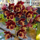 Catasetum (FDK.) Sunset Ridge Bakers Wine Sunset - Without Flowers | BS - Buy Orchids Plants Online by Orchid-Tree.com