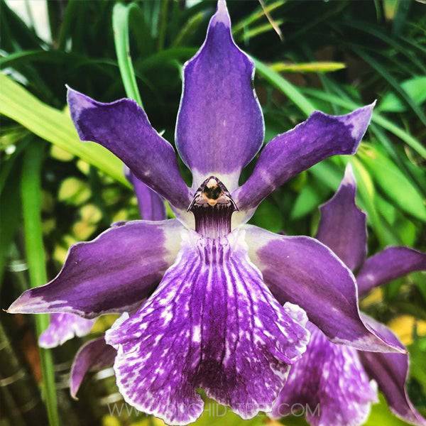 Zygonisia Murasaki Komachi - Without Flowers | BS - Buy Orchids Plants Online by Orchid-Tree.com