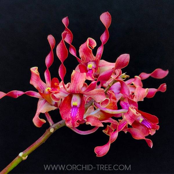 Dendrobium Jairak Antelope Tangerine - Without Flowers | BS - Buy Orchids Plants Online by Orchid-Tree.com
