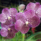Vanda Wirat x Gordon Dillon - Without Flowers | BS - Buy Orchids Plants Online by Orchid-Tree.com