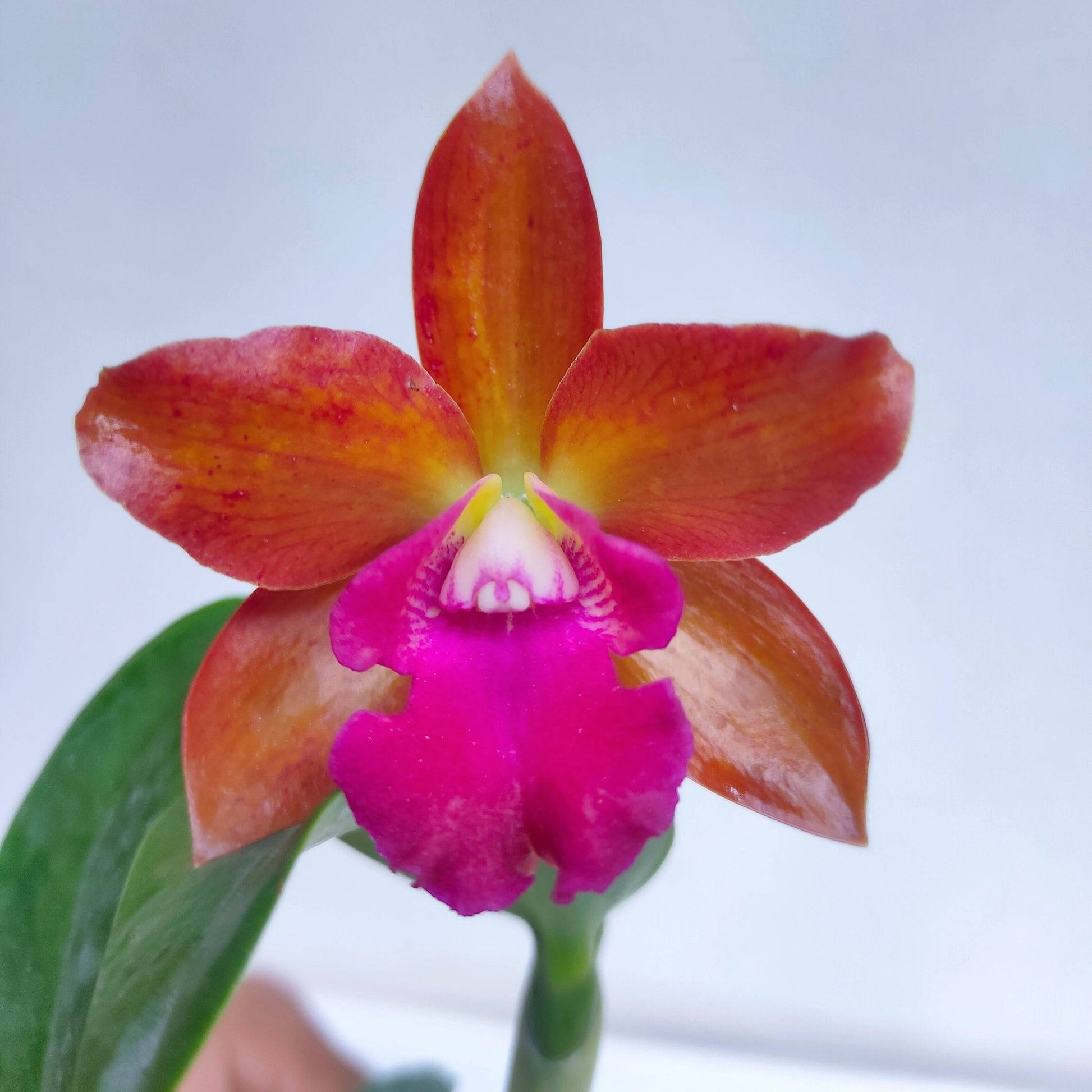 Cattleya Loog Tone Red - Without Flowers | BS - Buy Orchids Plants Online by Orchid-Tree.com