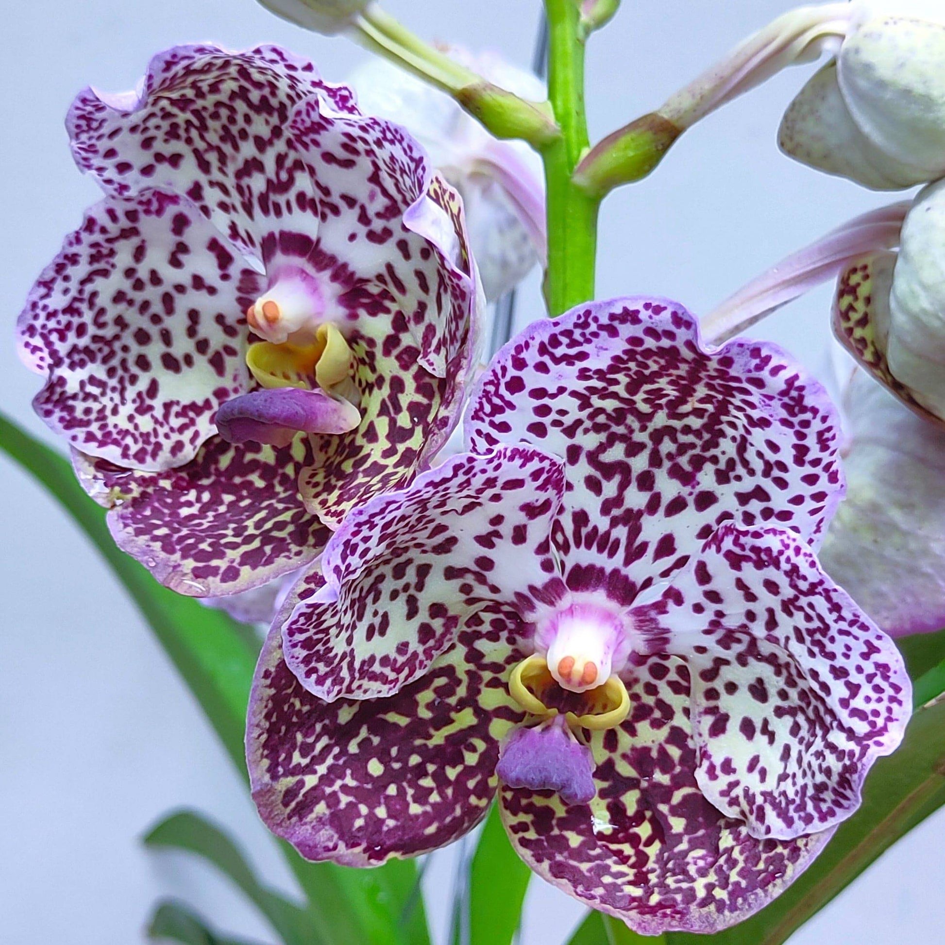 Vanda Wirat x Gordon Dillon - Without Flowers | BS - Buy Orchids Plants Online by Orchid-Tree.com