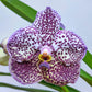 Vanda Wirat x Gordon Dillon - Without Flowers | BS - Buy Orchids Plants Online by Orchid-Tree.com