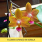 Phalaenopsis Sogo Red Star - With Small Spike | FF - Buy Orchids Plants Online by Orchid-Tree.com