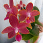 Phalaenopsis Sogo Red Star - With Small Spike | FF - Buy Orchids Plants Online by Orchid-Tree.com