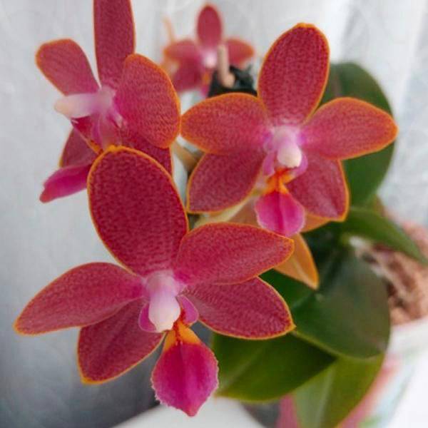 Phalaenopsis Sogo Red Star - With Small Spike | FF - Buy Orchids Plants Online by Orchid-Tree.com