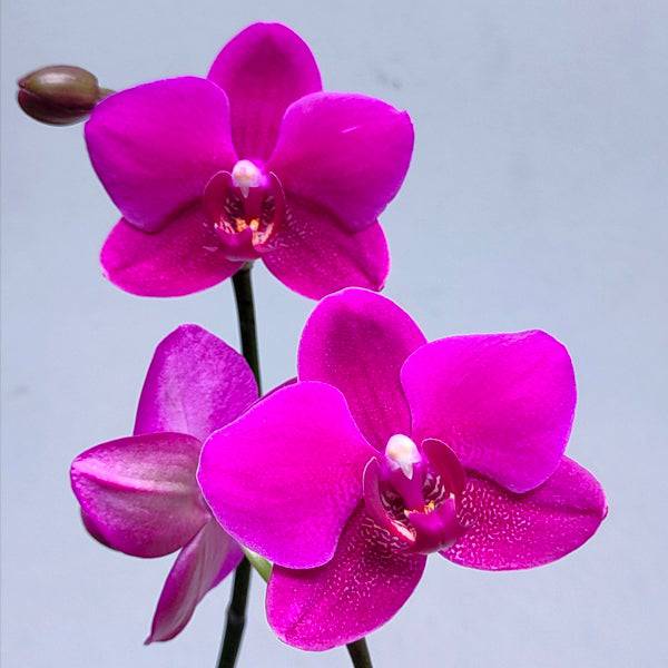 Phalaenopsis Rang Rang - With Small Spike | FF - Buy Orchids Plants Online by Orchid-Tree.com