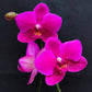 Phalaenopsis Rang Rang - With Small Spike | FF - Buy Orchids Plants Online by Orchid-Tree.com